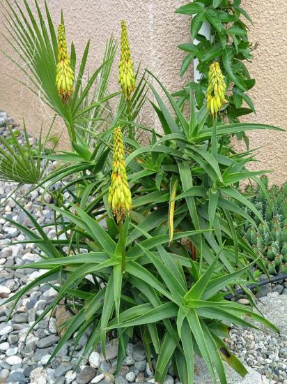 Aloe striatula