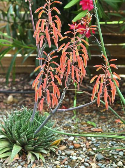 Aloe aristata