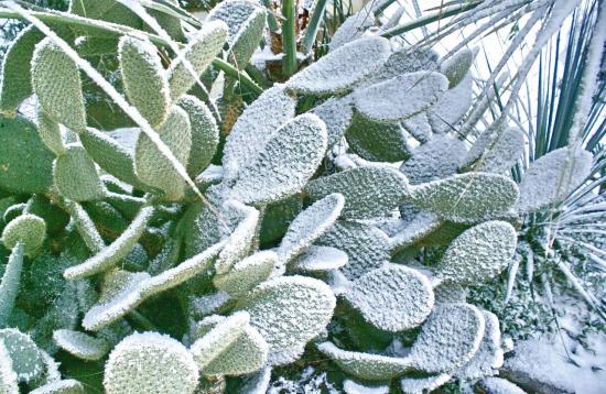 Massif d'opuntia en hiver