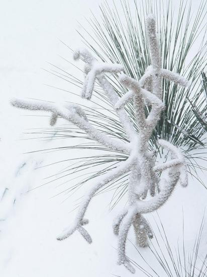 Cylindropuntia spinosior bravant l'hiver