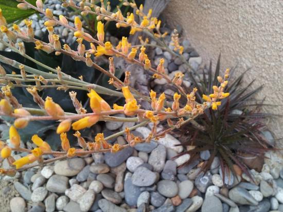 Dyckia brachyphylla detail - juin 2014