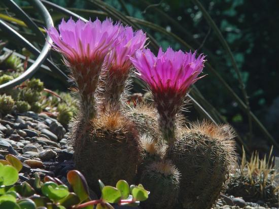 ECHINOCEREUS REICHENBACHII  (contre jour) - juin 2013