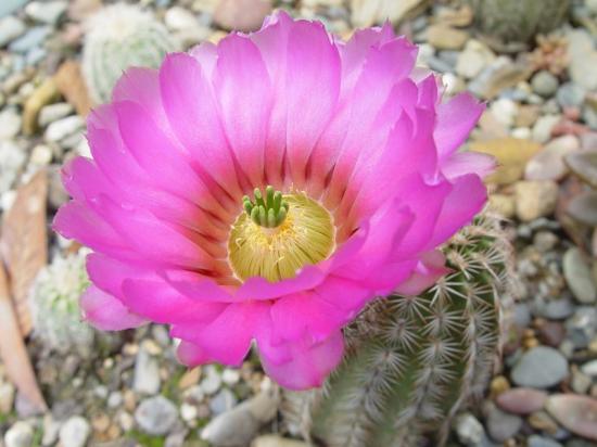 ECHINOCEREUS REICHENBACHII OKLAHOMENSIS (détail) - juin 2013