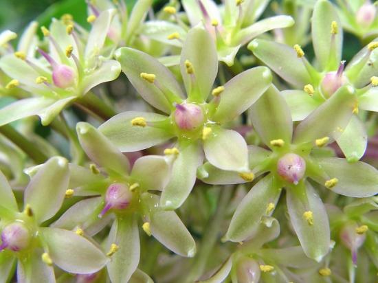 Eucomis formosa 'sparkling rosy' -aout 2013