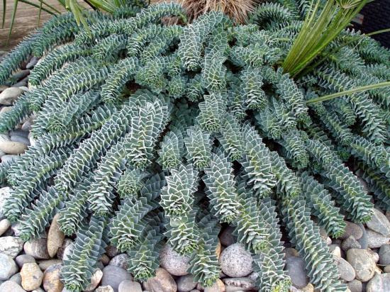 Euphorbia myrsinite - dec 2012