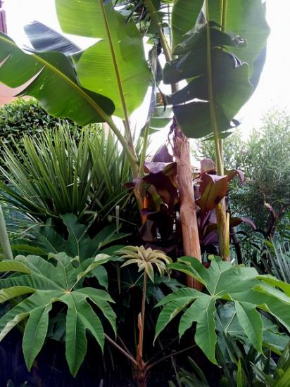Bananiers et Tetrapanax à Exotica Tolosa - juin 2014