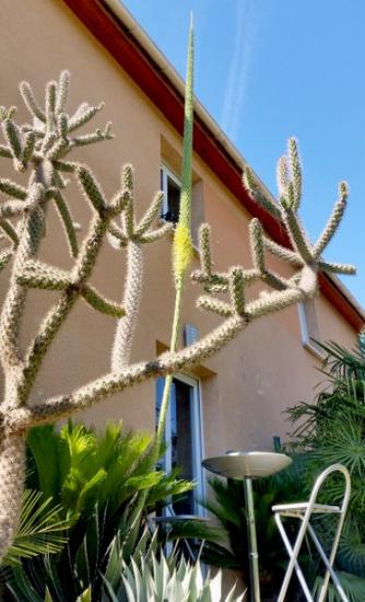 Exotica Tolosa - Cylindropuntia spinosior, agave garciae mendozae  - aout 2016