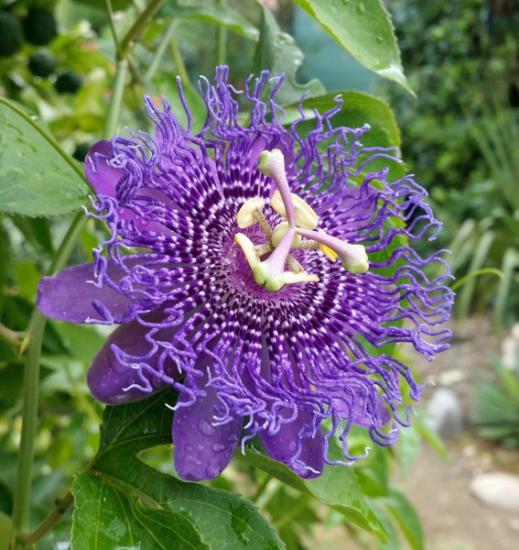 Exotica Tolosa - Passiflora Fata Confetto hybrid - aout 2016