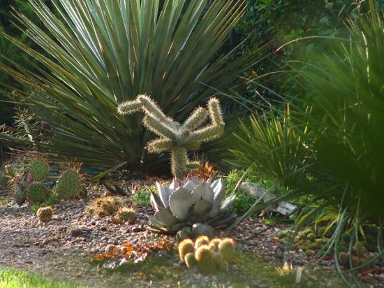 Exotica Tolosa- cactus mix - oct 2013