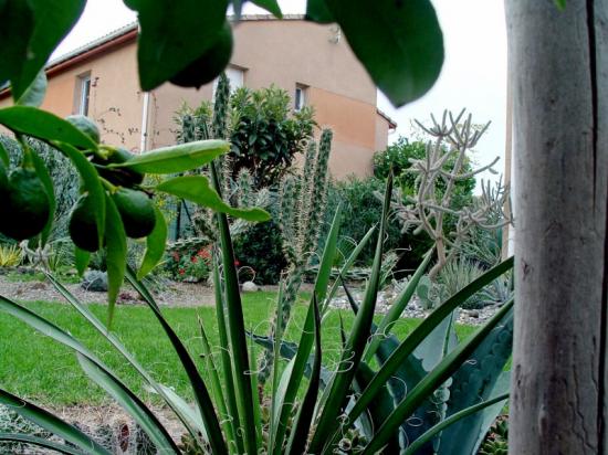 Exotica tolosa - Vue du jardin arrière - oct 2013