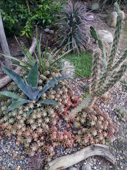 Exotica Tolosa - Xeroscape 1
