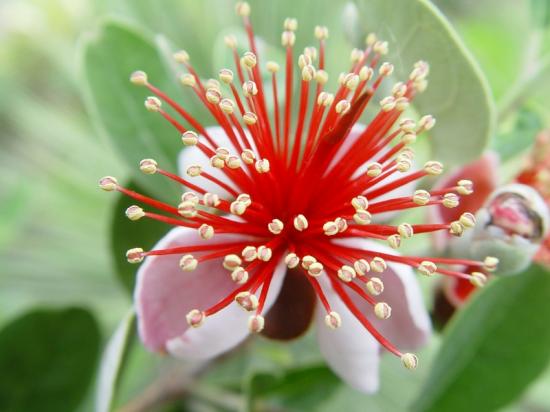 Feijoa sellowiana (détail) - juin 2013