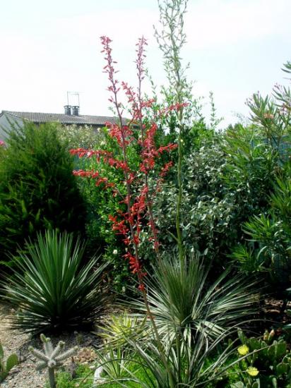 Hesperaloe sp - juillet 2013