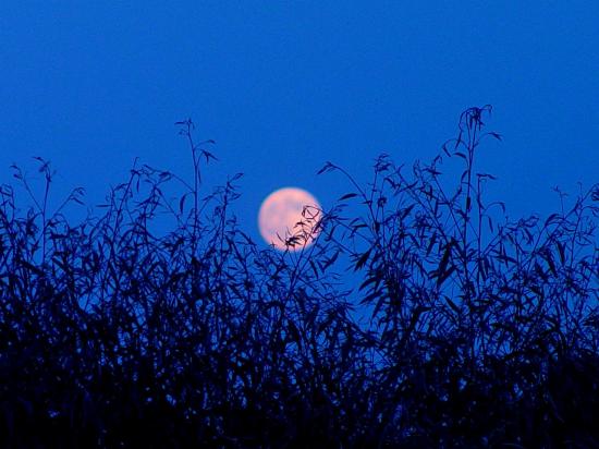 Moonrise @Exotica Tolosa - juillet 2013