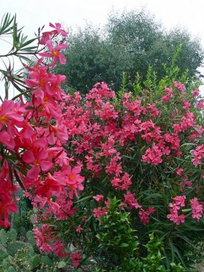 Nerium oleander 'Soleil levant' - juillet 2013