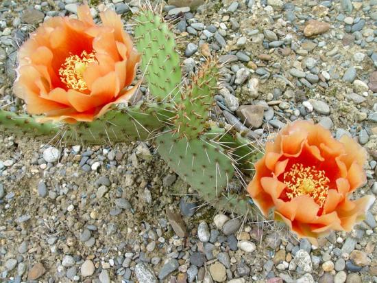 Opuntia macrorhiza 'apricot' - juin 2013