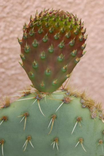 Opuntia phaeacantha (détail jeune pousse) - mars 2011