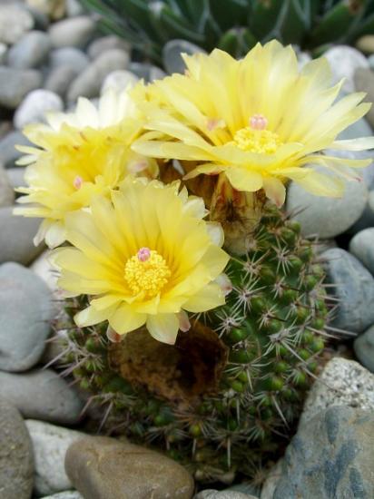Parodia mammulosa var. curtinensis - juillet  2013