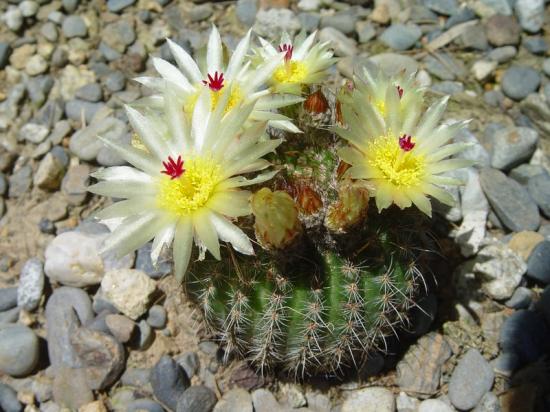 Parodia sp jaune - juin 2013
