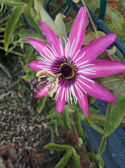 Passiflora X 'Victoria' - sept 2013
