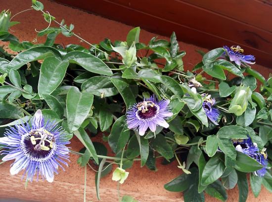 Passiflora X purple haze - juin 2014