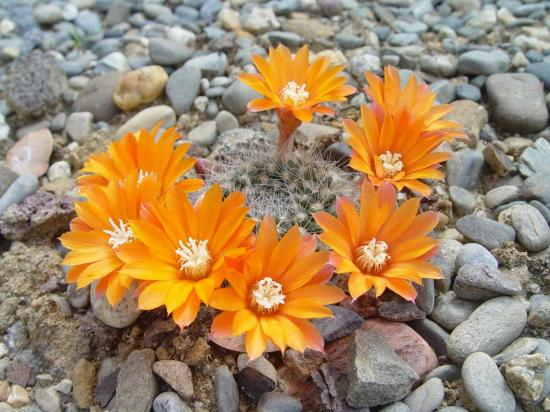 Rebutia sp orange - mai 2012
