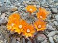 Plantes du jardin
