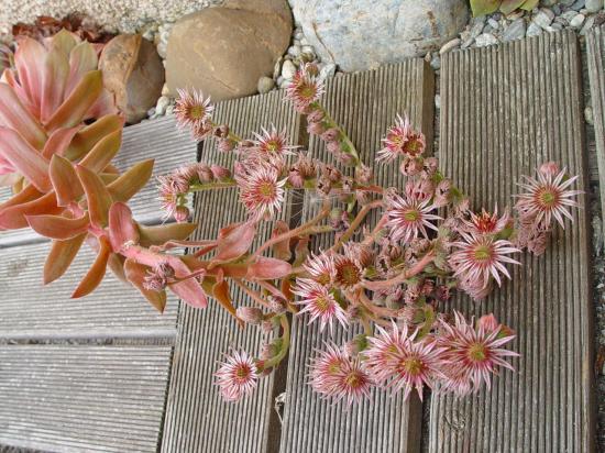 Sempervirum X 'Othello'