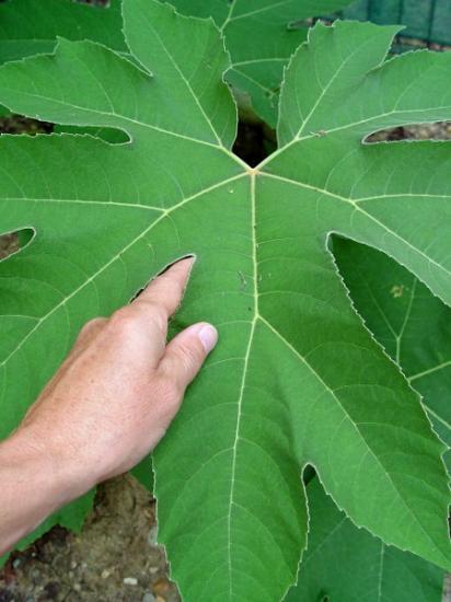 Tetrapanax papyrifera 'steroidal giant' - aout 2013