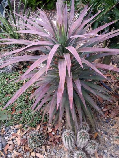 Yucca desmetiana - sept 2013