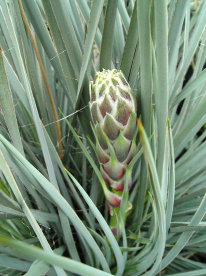 Yucca elata début de floraison 