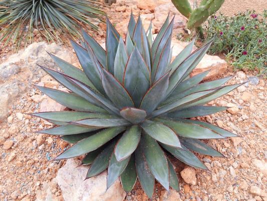 Jardin de Marlon - agave 'blue glow'