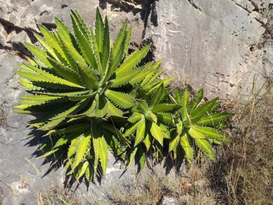 Jardin de Foncaude - agave lophanta latifolia