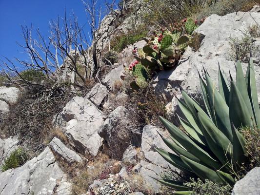 Jardin de Foncaude - agave nigra - opuntia macrocalyx