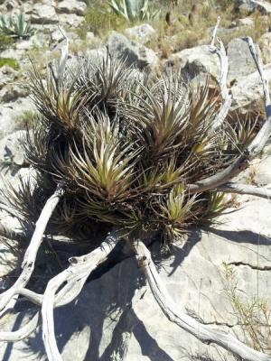Jardin de Foncaude - Epiphytes