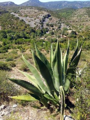 Jardin de Foncaude - agave salmiana