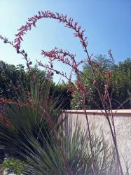Hesperaloe