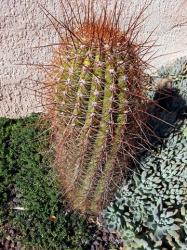 Cactus cierge