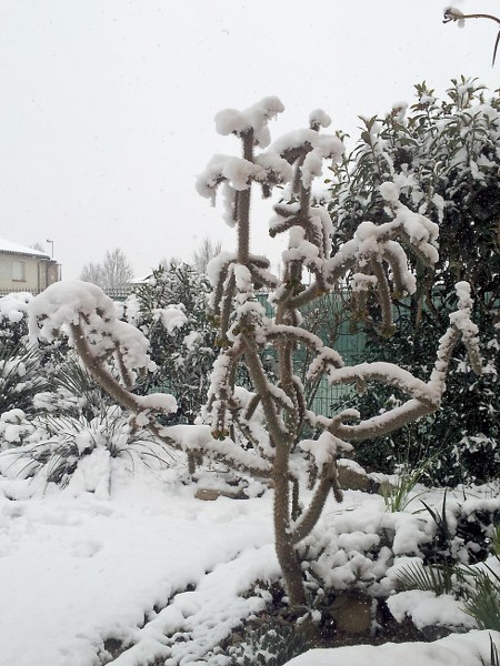 Cylindropuntia spinosior -exotica tolosa-