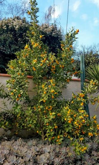 Kumquat BB (Bachès Biggio)