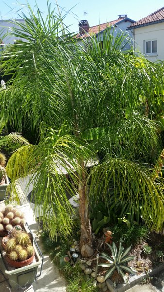 Jardin Pierre Alain, Toulouse