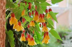 abutilon-x-kentish-belle-detail-640x416.jpg