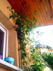 abutilon-x-kentish-belle-ensemble-360x480.jpg
