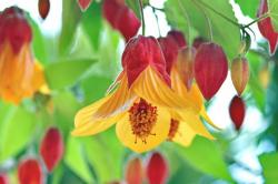 abutilon-x-kentish-belle-macro-640x426.jpg