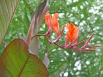 canna-russian-red-aout-2013-2-640x480.jpg