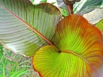 canna-russian-red-feuillage-aout-2012-640x480.jpg
