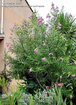 chilopsis-linearis-ensemble-2008.jpg