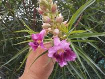chilopsis-linearis-sept-2013-800x600.jpg