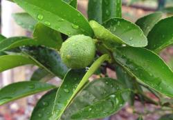 citrangequat-thomasville-exotica-tolosa-800x559.jpg