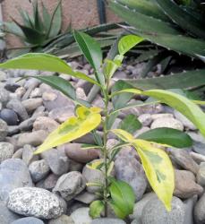 Citrus junos yuzu panache oct 2014 440x480